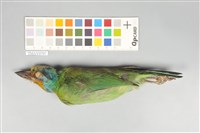 藏品(五色鳥)的圖片